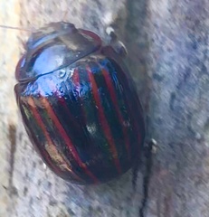 Paropsisterna semivittata