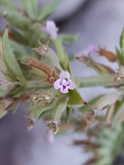 Hedeoma oblongifolia