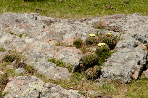 Parodia langsdorfii