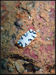 Pseudoceros scriptus