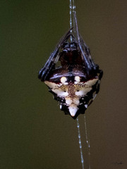 Verrucosa