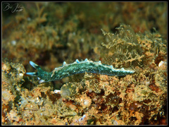 Thuridilla carlsoni