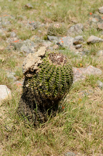 Parodia langsdorfii