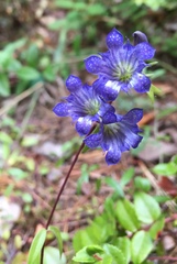 Gentiana affinis ovata