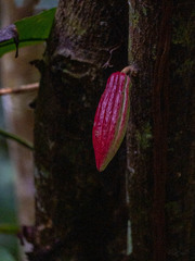 Theobroma cacao
