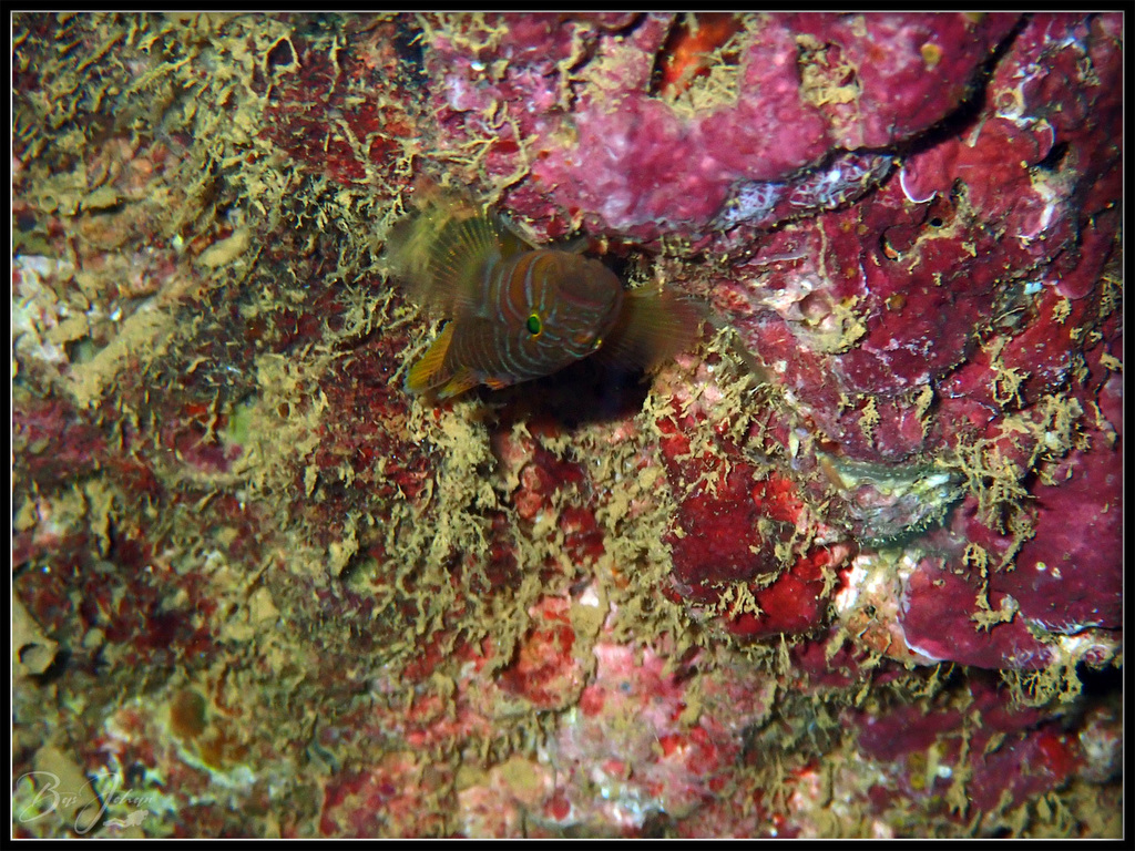 Emperor Reefgoby