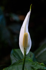 Spathiphyllum