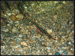 Dunckerocampus chapmani