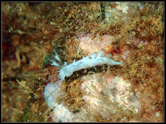 Tritoniopsis elegans