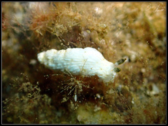 Dermatobranchus semistriatus