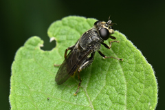 Asemosyrphus mexicanus