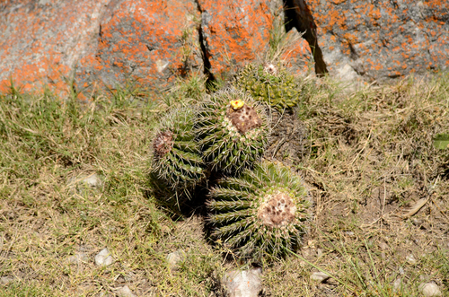 Parodia langsdorfii