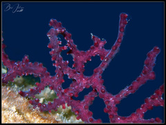 Chironephthya