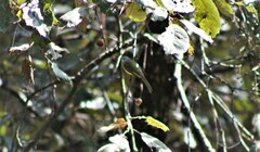 Myiopagis viridicata