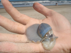 Olivancillaria