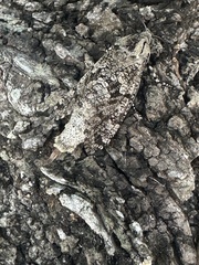 Prionoxystus robiniae