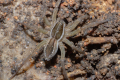 Diapontia uruguayensis