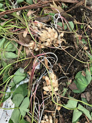Oxalis