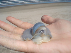 Olivancillaria