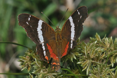 Anartia fatima colima