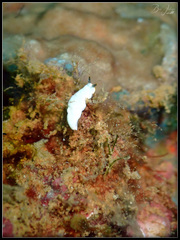 Dermatobranchus semistriatus