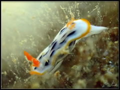 Chromodoris