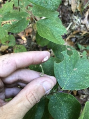 Desmodium viridiflorum
