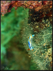Chromodoris elisabethina