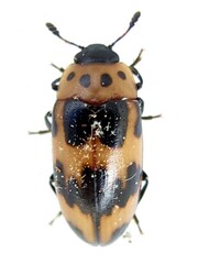 Ischyrus quadripunctatus