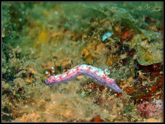 Hypselodoris maculosa