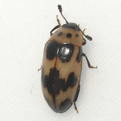 Ischyrus quadripunctatus