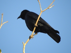 Corvus sinaloae