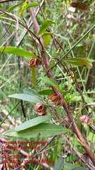 Dodonaea serratifolia