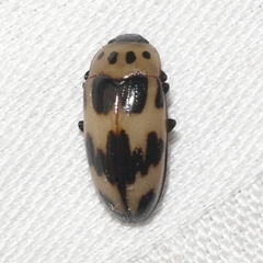 Ischyrus quadripunctatus