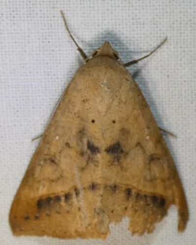 Yellow Mocis Moth photo 3