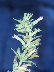 Hedeoma oblongifolia