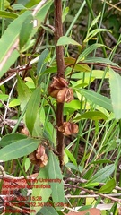 Dodonaea serratifolia
