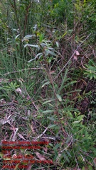 Dodonaea serratifolia