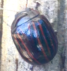 Paropsisterna semivittata