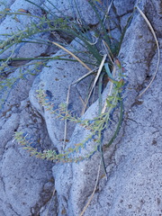 Hedeoma oblongifolia