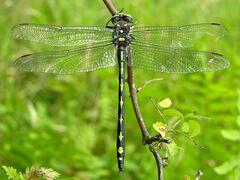 Cordulegaster obliqua