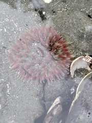 Urticina clandestina