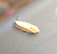 Earias
