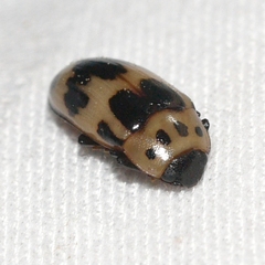 Ischyrus quadripunctatus