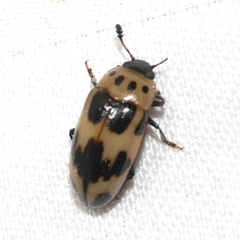 Ischyrus quadripunctatus