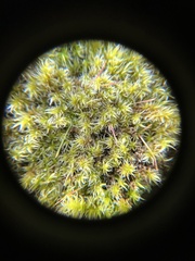Racomitrium