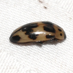 Ischyrus quadripunctatus