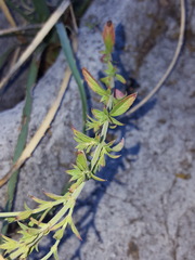 Hedeoma oblongifolia