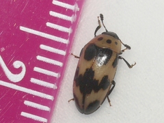 Ischyrus quadripunctatus