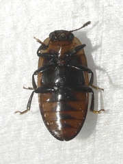 Ischyrus quadripunctatus